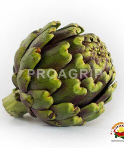 alcachofa