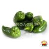 Pimiento