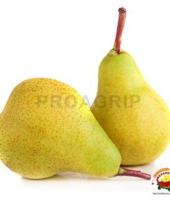 Pera
