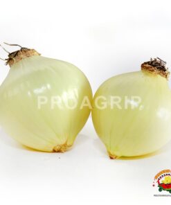 Cebolla perla
