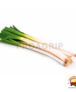 Cebolla Blanca de Rama