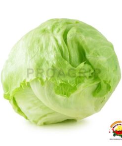 Lechuga Criolla