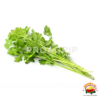 cilantro