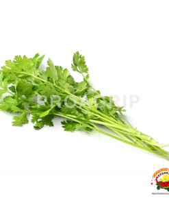 cilantro