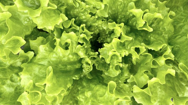 Ensalada Lechuga Crespa 1