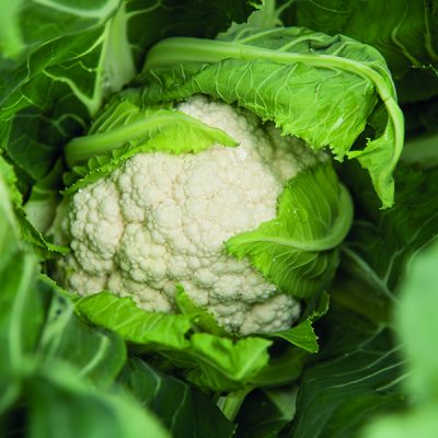 Coliflor