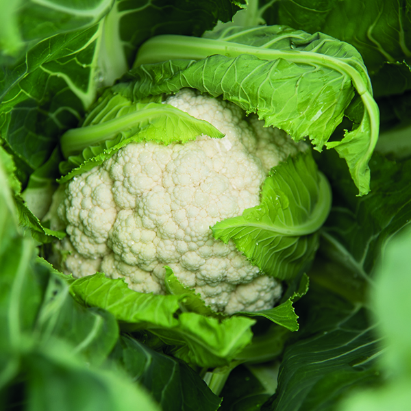 Coliflor