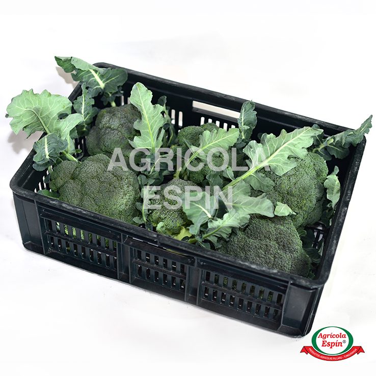 3 Brocoli por mayor