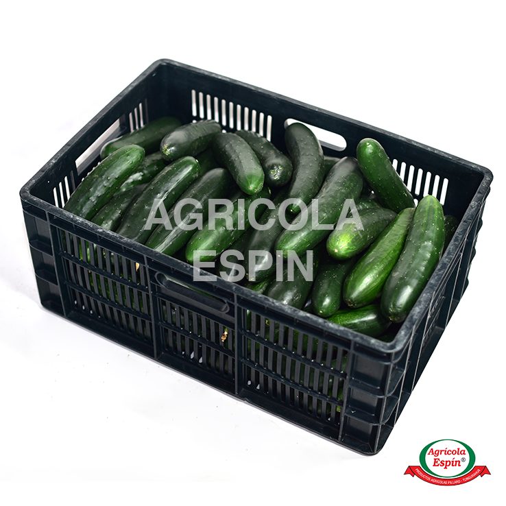 7 Pepinillo por mayor