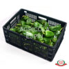 pimiento verde
