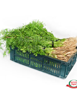 cilantro