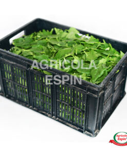 espinaca