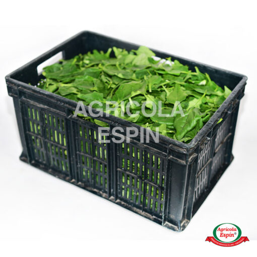 espinaca